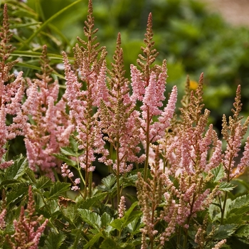 Astilbe chinensis 'Visions in Pink' - False Spirea