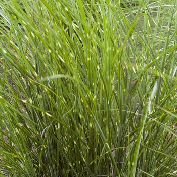 Miscanthus sinensis 'Border Bandit' - Maiden Grass