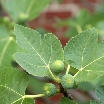 Ficus carica 'Brown Turkey' - Brown Turkey Fig