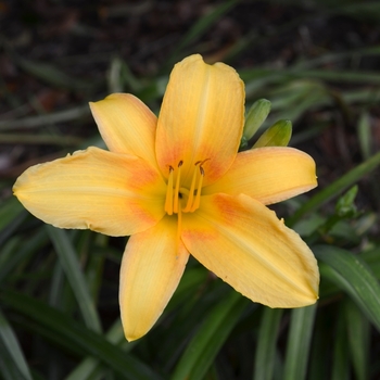 Hemerocallis - Yellow Hybrid Daylily