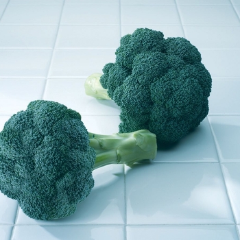 Broccoli - Diplomat F1 