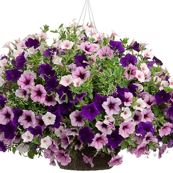 Purple Shades Mix Hanging Basket - Blueberry Hill