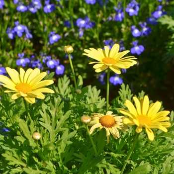 Argyranthemum 'Beauty Yellow' - Marguerite Daisy