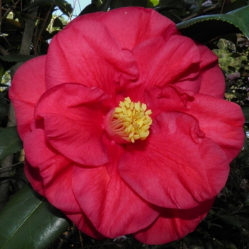 Camellia - 'Donna Lynn'