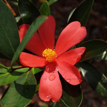 Camellia azalea - 