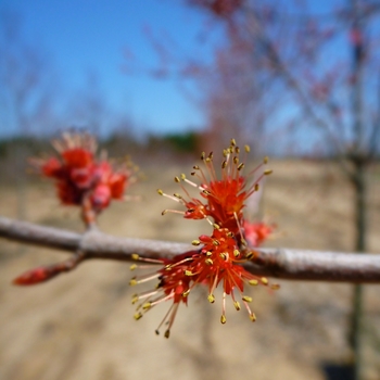 Acer rubrum - 'Burgundy Belle®' Red Maple