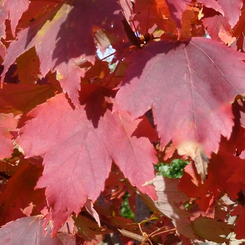 Acer rubrum - 'Autumn Spire' Red Maple