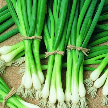Allium fistulosum 'Warrior' - Bunching Onion
