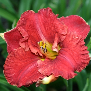 Hemerocallis 'Aruba Red' - Daylily