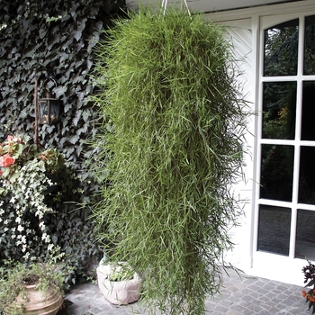 Agrostis stolonifera 'Green Twist' - Trailing Bamboo