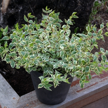 Abelia grandiflora - 'Bella Donna' Abelia
