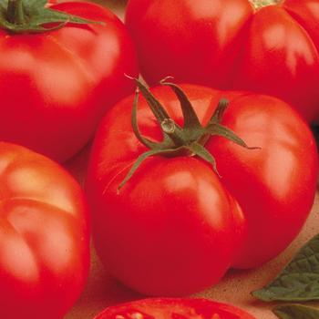 Lycopersicon esculentum ''Beefmaster'' (Tomato) - Beefmaster Tomato