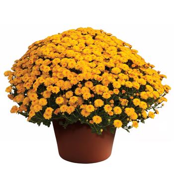 Chrysanthemum grandiflorum - Gigi™ Gold