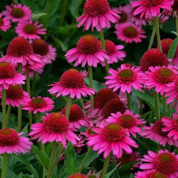 Echinacea ''Delicious Candy'' PPAF (Coneflower) - Delicious Candy Coneflower
