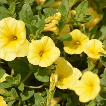 Calibrachoa - 'Bloomtastic Yellow' Million Bells