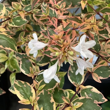 Abelia x Grandiflora - Tres Amigos
