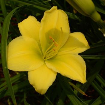Hemerocallis - Yellow Hybrid Daylily