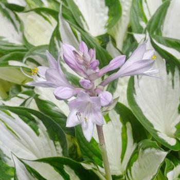 Hosta - Amazone'' Hosta, Plantain Lily