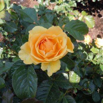 Rosa 'Harroony' - 'Amber Queen' Shrub Rose