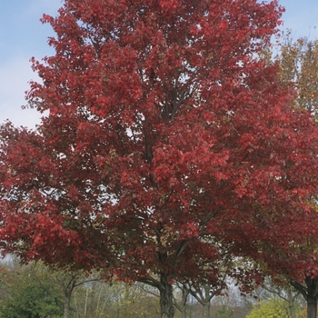 Red Maple - Acer rubrum
